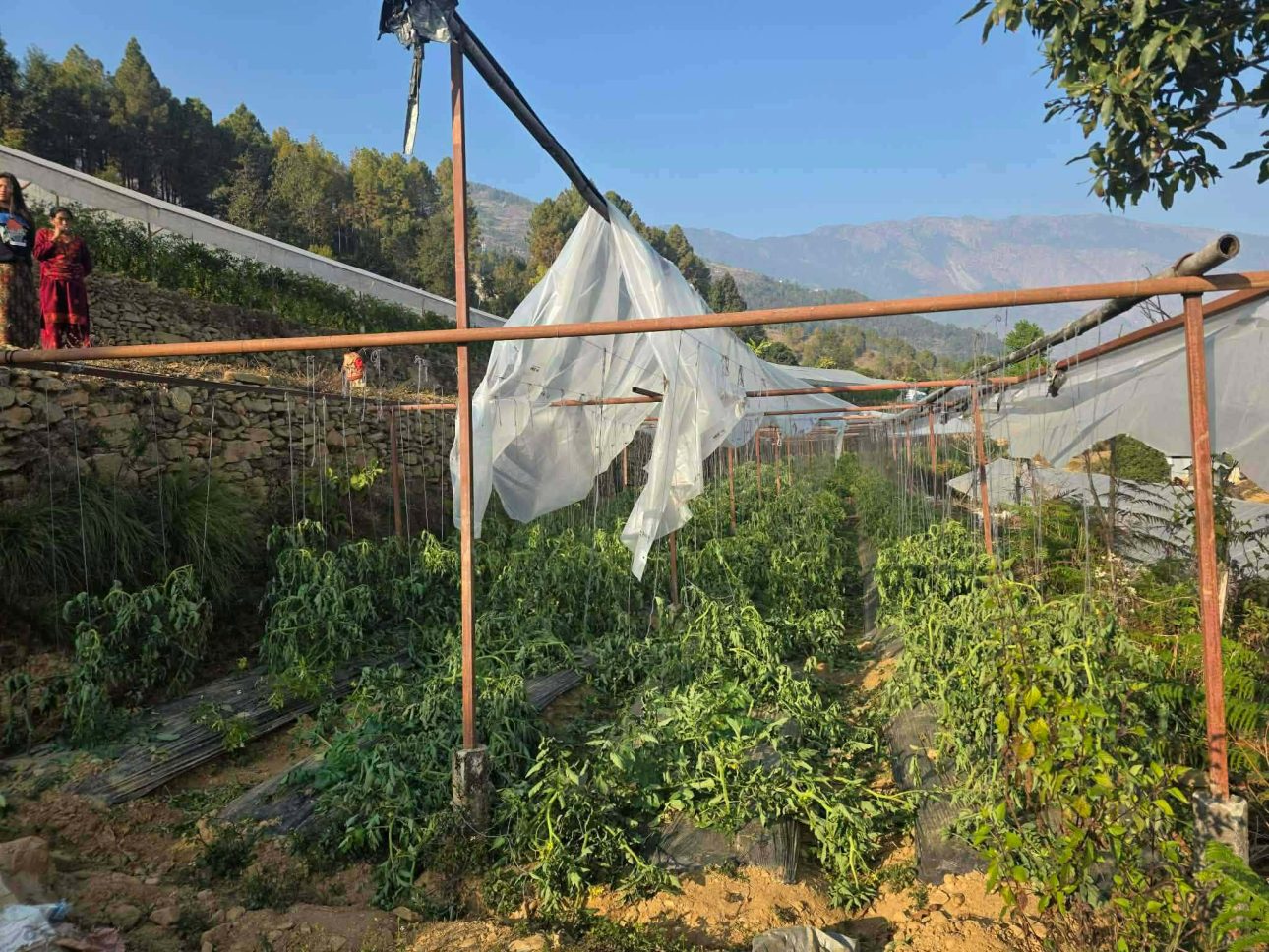नौकुण्डको कृषि फर्ममा लगाइएको गोलभेडा खेती निकुञ्जद्वारा फडानी