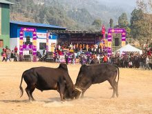 वेत्रावतीमा बिहिबार ११ हल गोरुबीच घम्साघम्सी