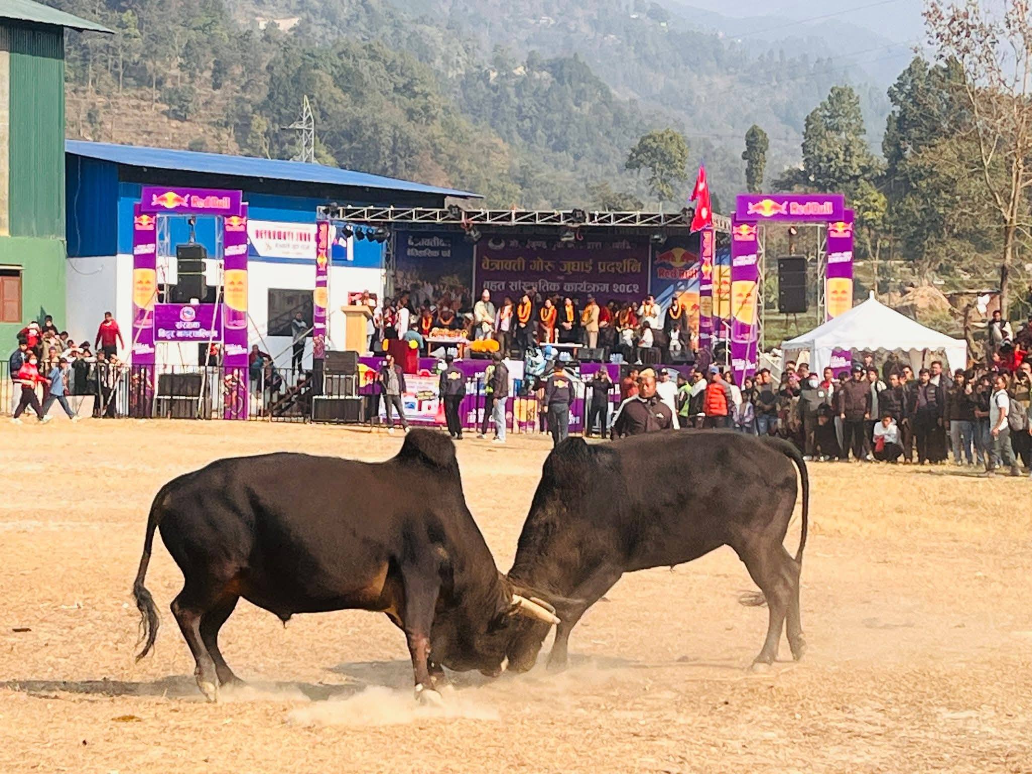 वेत्रावतीमा बिहिबार ११ हल गोरुबीच घम्साघम्सी