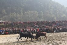 बेत्रावतीमा माघ १ गते ११ हल गोरु जुधाइने
