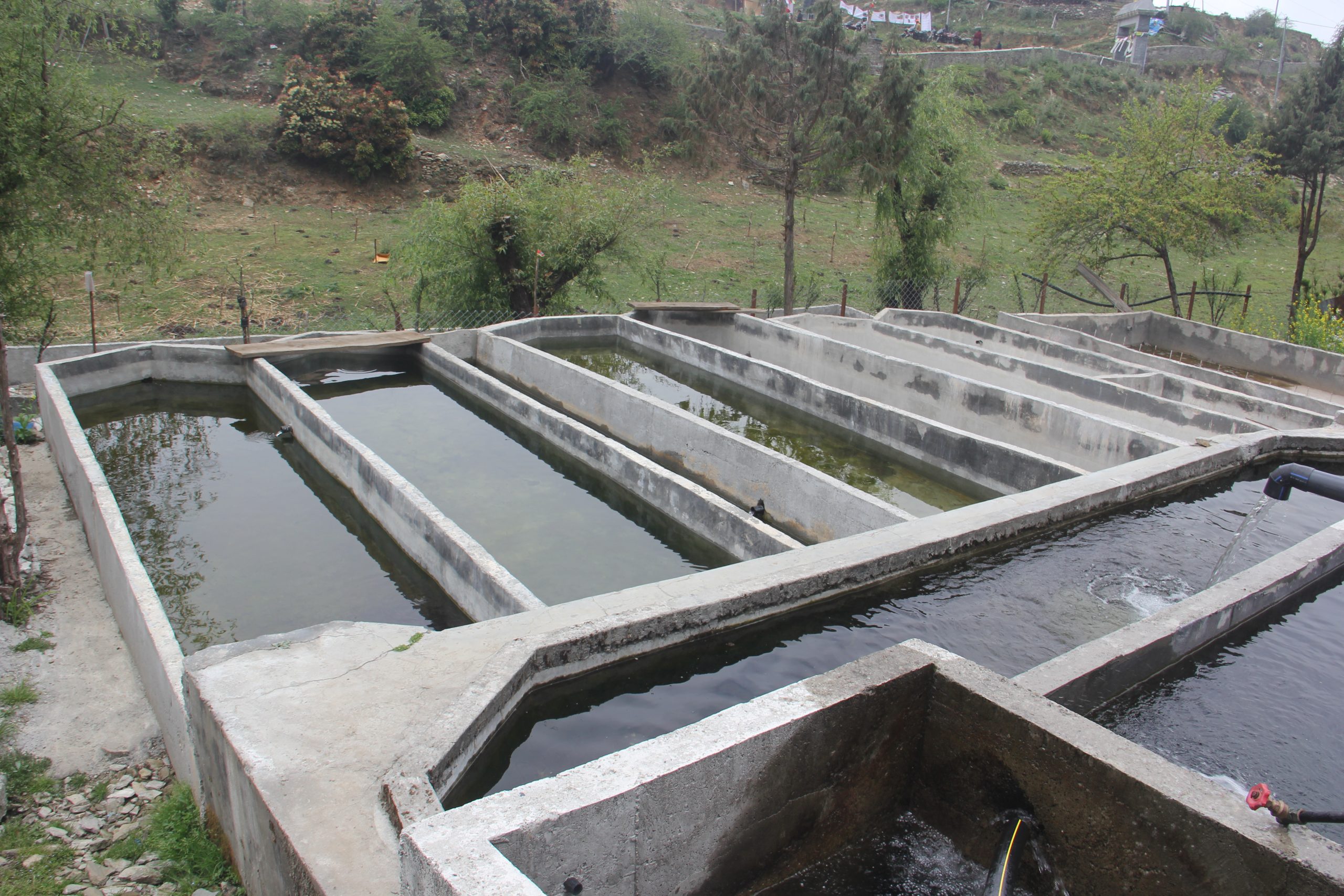 पार्वतीकुण्ड क्षेत्रमा रेन्बो ट्राउट माछापालन, कृषि र पर्यटन प्रवर्द्धनमा टेवा
