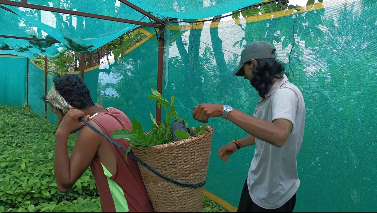 कालिकामा कफीको ‘पकेट क्षेत्र’ बनाउने अभियान: नि:शुल्क बिरुवा वितरण, बजारको पनि सुनिश्चितता